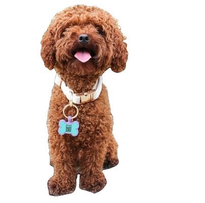 Etichette silenziose per cani in silicone senza BPA Etichette in collo per cani in silicone colorate in vendita Etichette uniche di identificazione per cani in silicone accessori