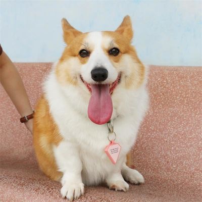Ingrosso MOQ basso Bassa forma diversa molti colori per le opzioni silicone bianco tag cane nome ID tag