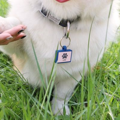 Ingrosso MOQ basso Bassa forma diversa molti colori per le opzioni silicone bianco tag cane nome ID tag